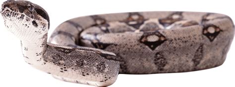 Your current browser isn't compatible with soundcloud. Download Snake Png Image Picture Download HQ PNG Image | FreePNGImg