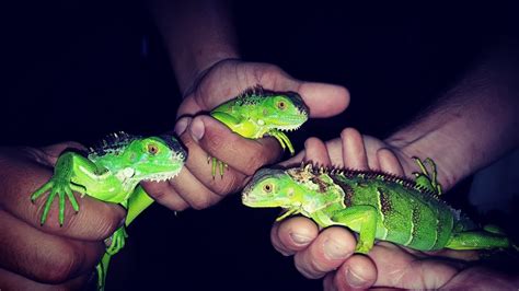 Baby Iguana Hunting Catching Sleeping Iguanas At Night Youtube
