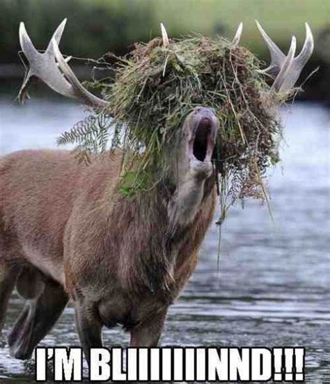 Stag Tries To Impress The Ladies With Grass Wig Funny Deer Pictures