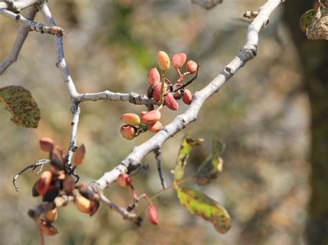 Common Pistachio Diseases And Pests Gardening Know How