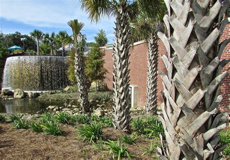 Tallahassee Daily Photo Palm Trees And A Waterfall