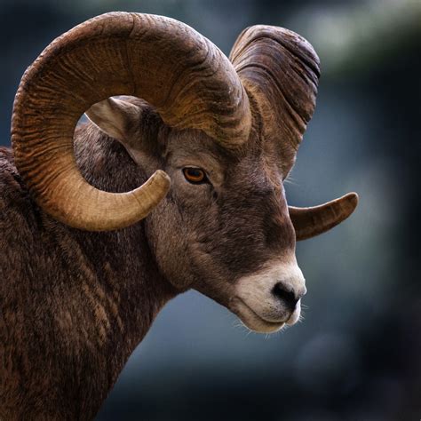 Filebig Horn Sheep Montana Usa
