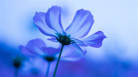 Download 3840x2160 Wallpaper Blue Flowers Cosmos Blur