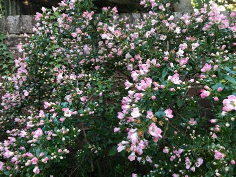 Buy Escallonia Apple Blossom Hedges Hedging Plants At Hopes Grove