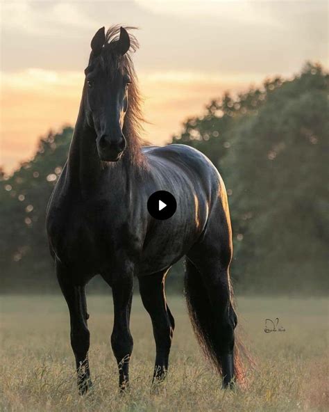 10 Of The Most Beautiful Colors Of Unique Horses In The World Rare