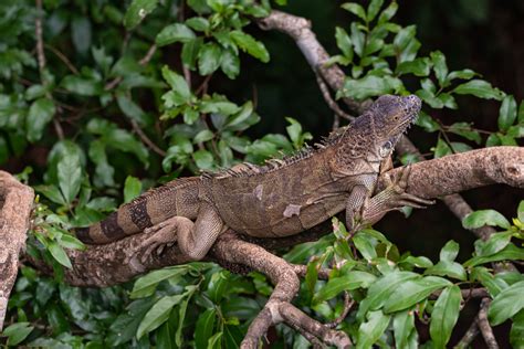 Reptiles Of Costa Rica Costa Rica Experiences Caracara Travel
