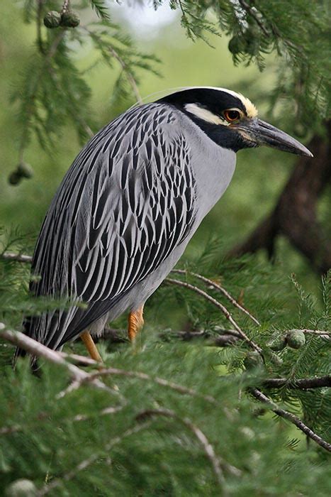 Yellow Crowned Night Heron Nyctanassa Violacea Wildlife Journal Junior