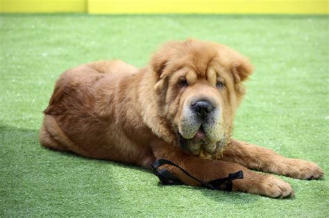 Shar Pei Dog Breed Facts And Personality Traits