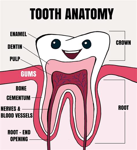 Tooth Anatomy Explained For Kids Tooth Fairy Smiles Blog