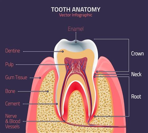 Teeth Vector Anatomy Stock Vector Illustration Of Macro 71142417