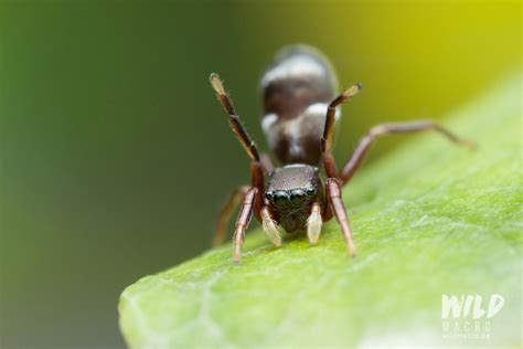 Ant Mimicry By Spiders Wildmacro Extreme Macro Photography