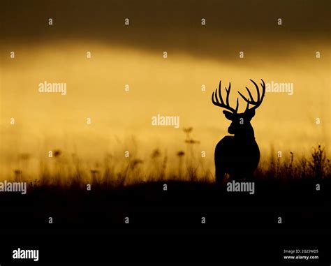 Whitetail Buck Deer Silhouetted Against A Stormy Sky In Meadow Habitat