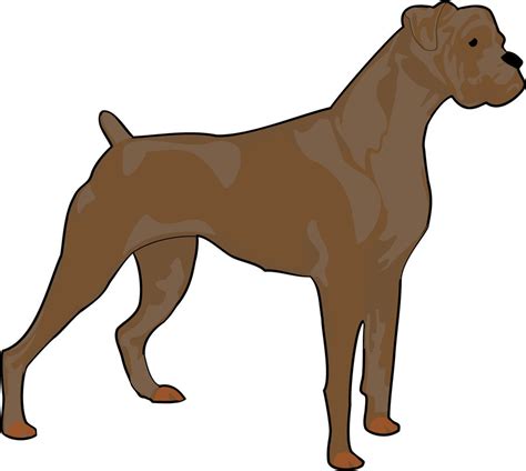 Thus when it comes to obedience commands such as sit stays in the area. Boxer Dog Drawing | Free download on ClipArtMag