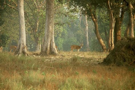 Indian National Park Tours Wildlife Tours In India