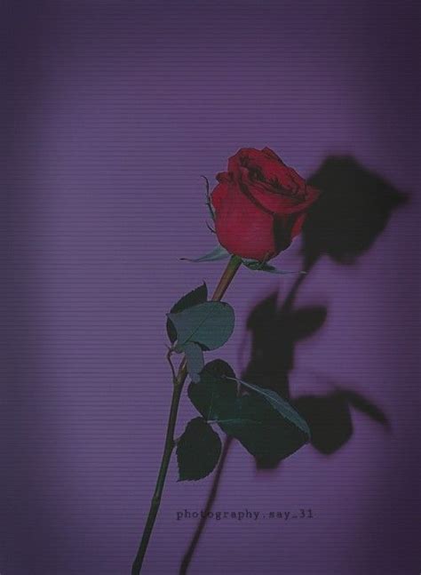 Garden roses red rose flower floribunda rose family iphone. Pin by joel on Photos | Aesthetic roses, Rose wallpaper ...