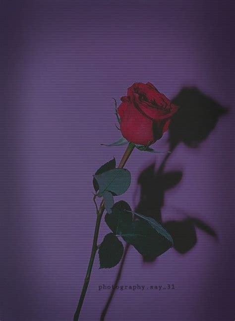 Aesthetic roses white aesthetic kpop aesthetic lisa blackpink wallpaper rose wallpaper picsart vintage bridal bouquet kpop backgrounds blackpink rosé. Pin by joel on Photos | Aesthetic roses, Rose wallpaper ...
