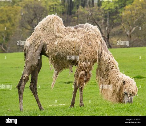 White bactrian camel eating grass in the rain Stock Photo - Alamy