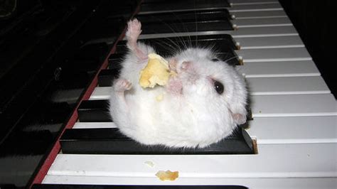 Hamster On A Piano Know Your Meme