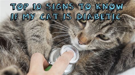 How To Tell If Cat Has Diabetes —