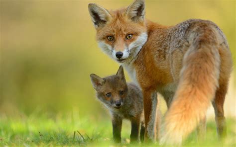 Red Fox And Cute Little Fox Hd Wallpaper