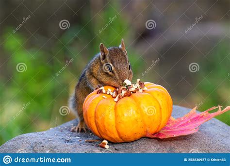 Cute Little Chipmunk Eating Nuts In Autumn Stock Image Image Of