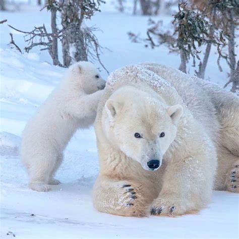 The unique inner liquid stays ice. Polar Bear on Instagram: "Back massage..💞😍 . . credit ...