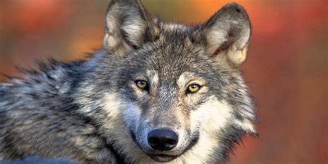 Gray Wolf Population Increases To Record High