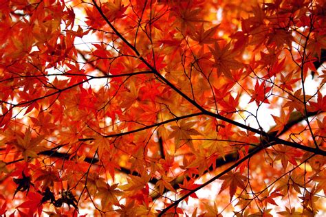 Autumn Leaves All On A Branch On A Tree On The Earth Take Flickr