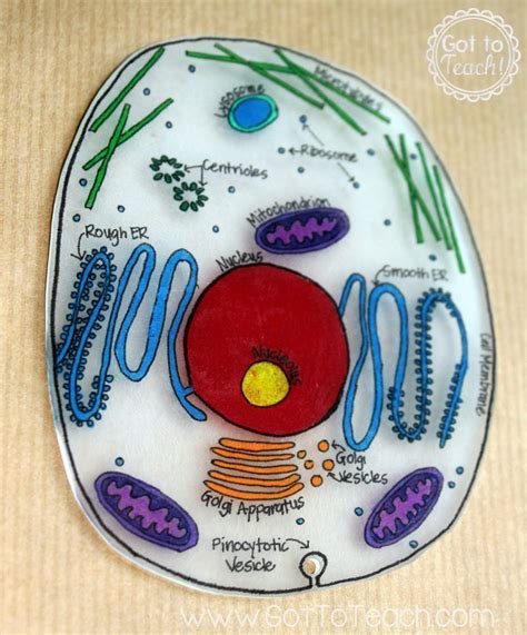 How did your 3d animal cell turn out? Animal Cell Model Ideas for Your Science Project | Cell ...