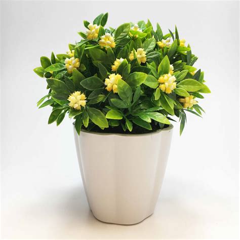 Planta Mini Gardenia en Maceta - OnLine Deco