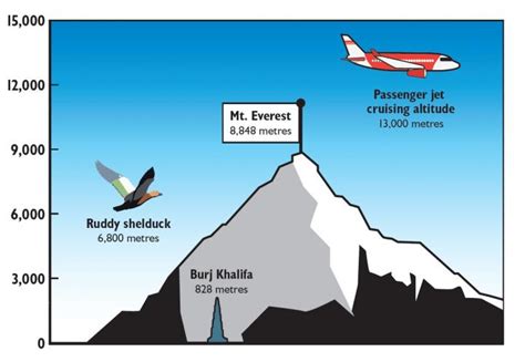 High Flying Ducks Cross Himalayas Eurekalert