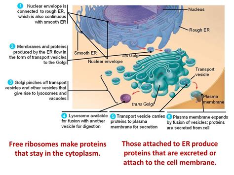 Protein Synthesis The Cytoskeleton Ocr As A Level Biology