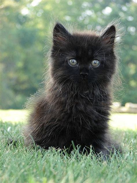 44 Best Pretty Kitten Images On Pinterest Kitty Cats