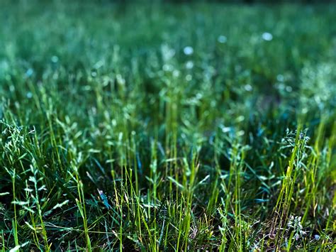 What To Know About Kentucky Bluegrass And How To Care For It