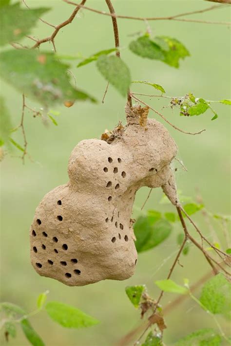 What Insect Builds Tiny Mud Cocoons On Your House