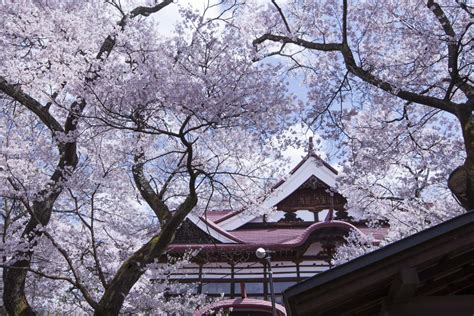 Nagano Cherry Blossom Viewing Two Day Tour The Best Cherry Blossoms