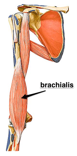 Your arm muscles allow you to perform hundreds of everyday movements, from making a fist to bending your thumb. The Brachialis Muscle - Yoganatomy