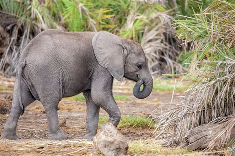 A Small Elephant Is Walking On Safari In Kenya Photograph By Cavan