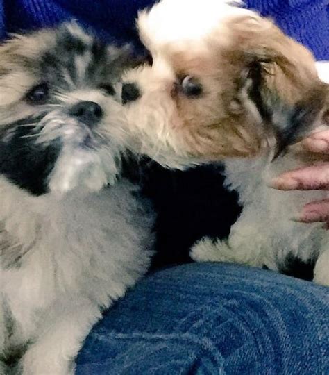For Sale Shih Tzu Maltese Puppies