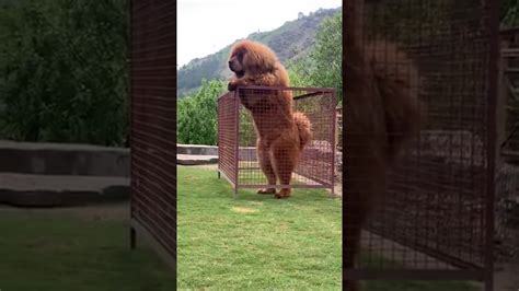 Dog Barking Sound Angry Tibetan Mastiff Youtube