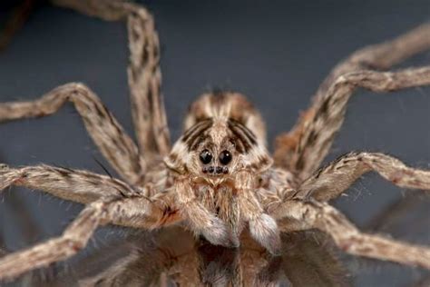 ¿por Qué Algunas Arañas Hembra Matan A Los Machos Antes De Copular