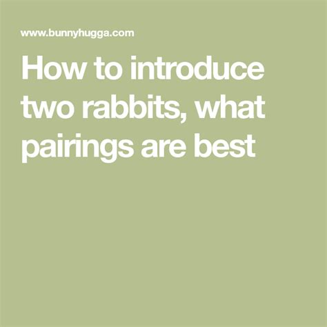 How To Introduce Two Rabbits What Pairings Are Best Rabbit Rabbit Behavior Rabbit Care