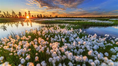 Dandelion Field Sunset