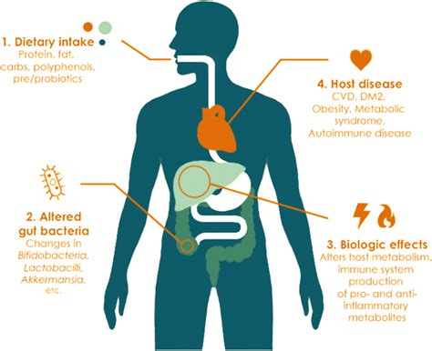 Impact Of Diet On The Gut Microbiome And Human Health Download Scientific Diagram