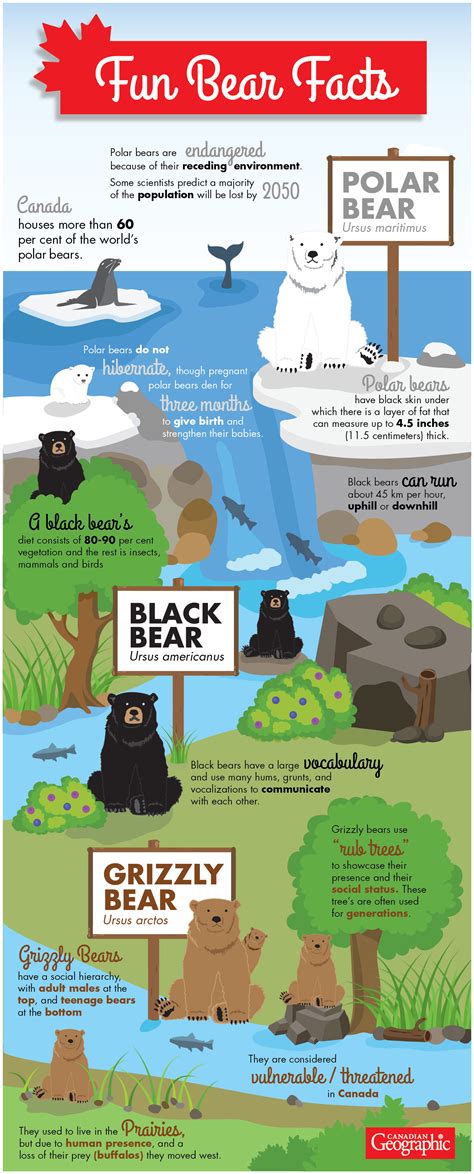 infographic-fun-facts-about-canada-s-bear-species-canadian-geographic