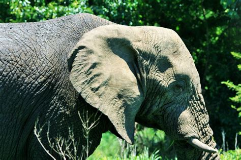 An African Elephant Free Stock Photo Public Domain Pictures