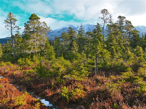 Alaskas Tongass National Forest Must Stay Wild Winter Wildlands Alliance