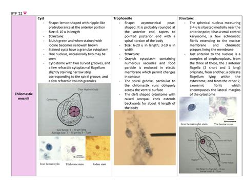 Solution Parasitology Intestinal Flagellates And Protozoa Studypool