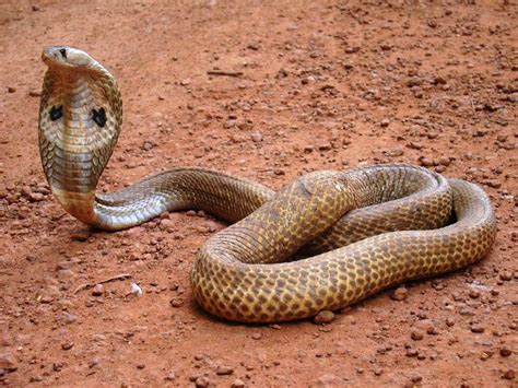 Snakes Poisonous Snakes Of India Indian Spectacled Cobra Naja