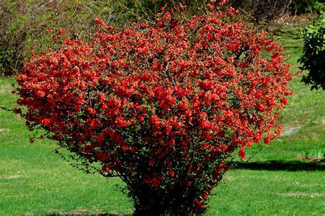 How To Grow And Care For Flowering Quince Shrubs